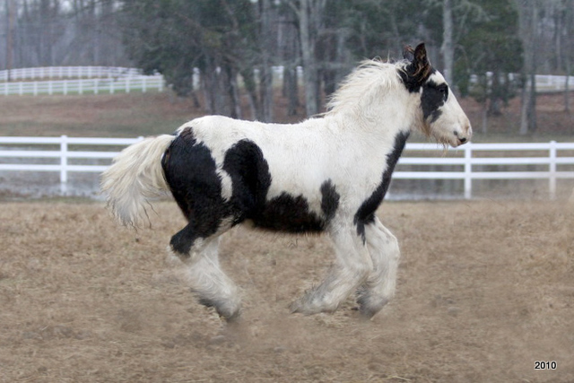 gypsy vanner horses for sale in texas. Visual bookmark gypsy vanner