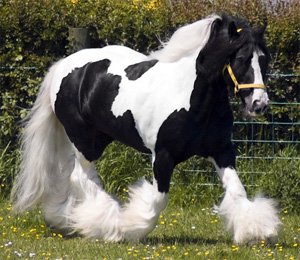 Bees Knees Gypsy Vanner Stallion