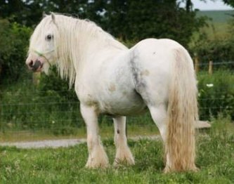 Blue Billy Boy - West Hill Ranches' Gypsy Stallion