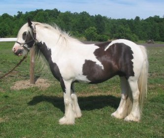 Candy Queen 2001 Gypsy Cob Mare