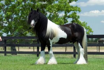 Dazzle Dance - Gypsy MVP Stallion