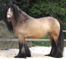 Falcon West Hill Ranches' Gypsy Stallion