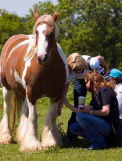 Ginger Gypsy Cob Mare