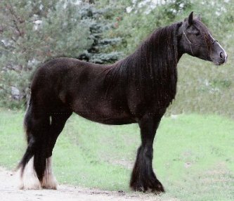 Lake Ridge Lady Vines Gypsy Cob Mare2001