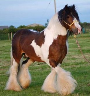 RockAFella - West Hill Ranche's Gypsy Stallion