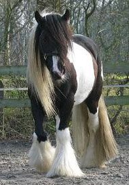 Ryan Gypsy Stallion