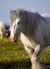 Son of Lloyd - Tom Price's Gypsy Stallion