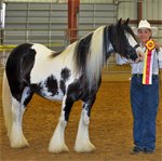 Splash CR Reserve Champion Gypsy Vanner Mare