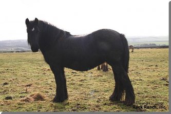 The Strap Filly Gypsy Cob Filly