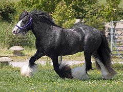 Superior - Tom Price's Gypsy Vanner Stallion