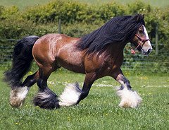 Thomas' Bay Gypsy Stallion of Tom Price