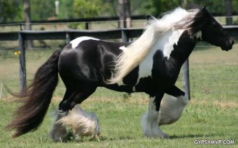 Warlock - Gypsy MVP Stallion