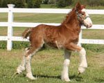 Gypsy Vanner Colt