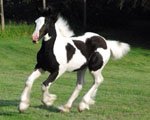 Gypsy Vanner Colt