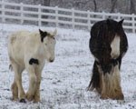 Gypsy Horses in the snow