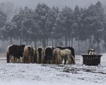 Gypsy Vanner Horses in the snow