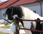 Gypsy Vanner Stallion - Dreammaker