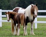Gypsy Vanner Horses