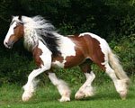 Gypsy Vanner Stallion - Sir Maverick