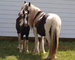 Gypsy Vanner Mare and Foal