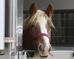 Gypsy Vanner Colt - Simba