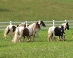 Gypsy Vanner Mares