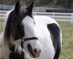 Gypsy Vanner Filly