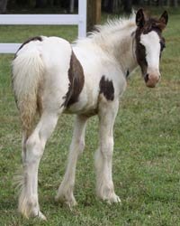 Gypsy Vanner Colts for Sale - Click to view