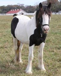 Gypsy Vanner Fillies for Sale - Click to view