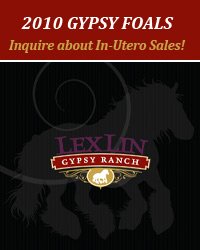 2010 Gypsy Vanner Foals for Sale - Click to view