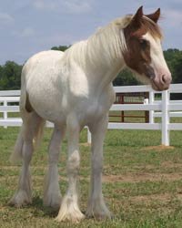 Gypsy Vanner Geldings for Sale - Click to view