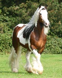 Gypsy Vanner Stallions