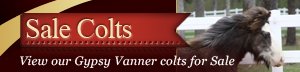 Gypsy Vanner Colts for sale