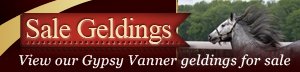 Gypsy Vanner Geldings for Sale