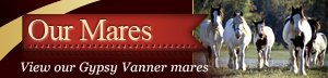 Gypsy Vanner Mares