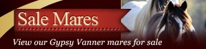Gypsy Vanner Mares for sale