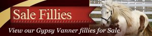 Gypsy Vanner fillies for sale