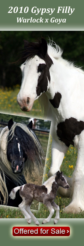 Gypsy Vanner Filly for Sale