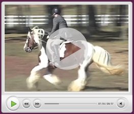LexLin Gypsy Vanner 2010 Open House