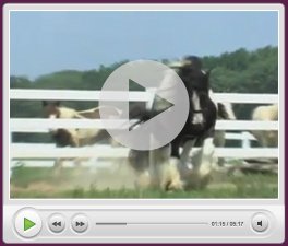 gypsy horse videos horse videos 264x225