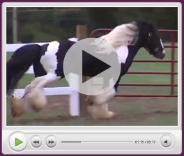 LexLin Gypsy Vanner Stories with Abby Ham
