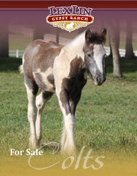 Gypsy Vanner Colts for Sale - Click to view