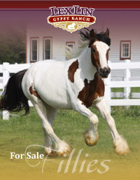Gypsy Vanner Fillies for Sale - Click to view