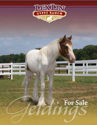 Gypsy Vanner Geldings for Sale - Click to view