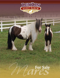 Gypsy Vanner Mares for Sale - Click to view