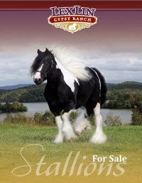 Gypsy Vanner Stallions