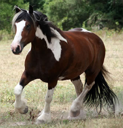 Nala - Gypsy Vanner Horse For Sale