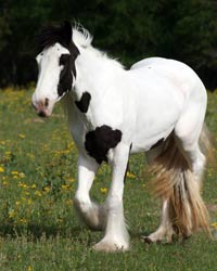 Gypsy Vanner Mares for Sale - Click to view