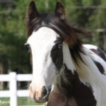 Patches: Gypsy Vanner Filly - 4-26-2010