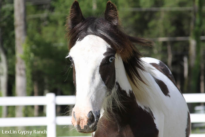 Patches: Gypsy Vanner Filly - 4-26-2010